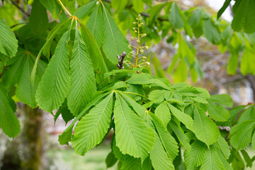 Green chestnut leaves in early spring, new life