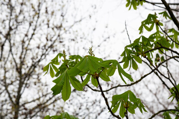 Green chestnut leaves in early spring, new life