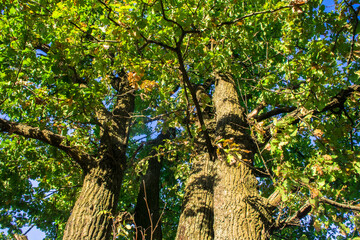 Fototapeta premium old oaks, illuminated by the rays of the setting autumn sun.a small oak grove at the edge of the field