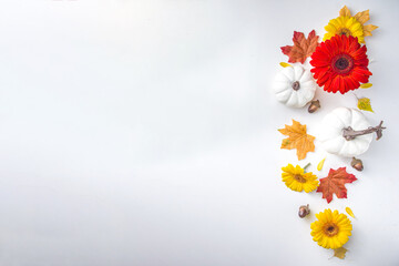 Autumn theme concept. Flat lay composition with colorful flowers, red yellow leaves, white pumpkins on white background. Bright Fall, thanksgiving day concept. Flat lay, top view, copy space