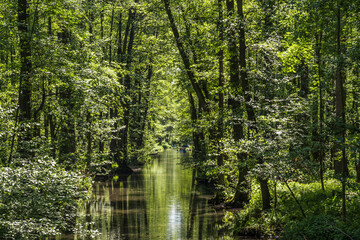 Fototapeta na wymiar Water canal in the biosphere reserve Spree forest (Spreewald) in the state of Brandenburg, Germany, in springtime..