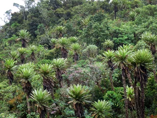 Fototapeten Espeletia species, Chingaza National Park, Cundinamarca Department, Colombia © AGAMI