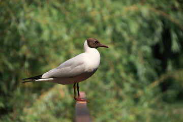 Black-headed gull sits on the railing of the bridge against the background of green willow castings