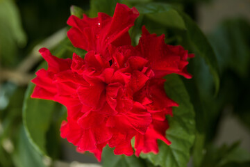 Red chinese rose flower at home close-up on a background of green leaves