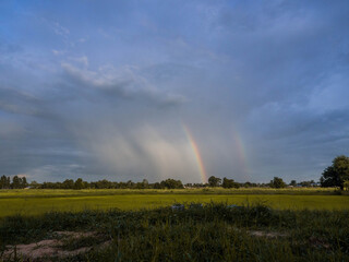 rice field  and rainbow