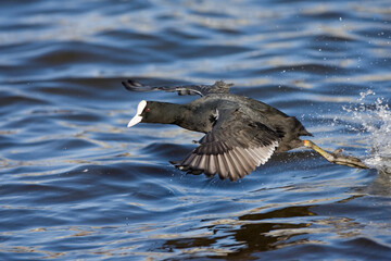 Obraz premium Eurasian Coot, Meerkoet, Fulica atra