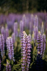 lupine close up. lupine field with blurred background.