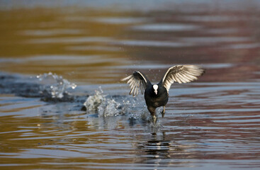 Meerkoet, Eurasian Coot, Fulica atra