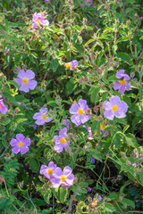 Corse du sud, France