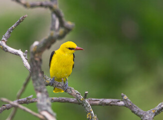 Fototapeta premium Wielewaal, Golden Oriole, Oriolus oriolus