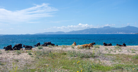 Corse du sud, France