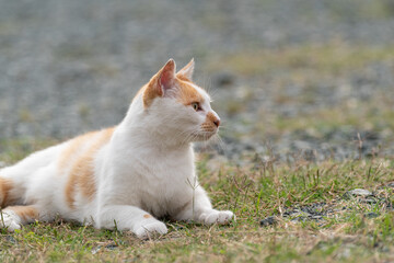 のんびり過ごす猫　茶白猫