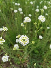 wild flowers in summer day