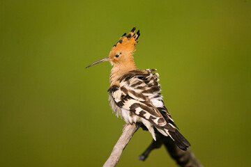 Hop, Eurasian Hoopoe, Upupa epops © AGAMI