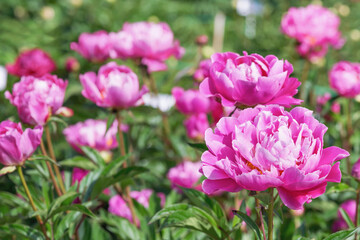 Obraz premium Terry hybrid Suzette peony . The flowers are large, up to 18 cm in diameter, rich pink-lilac color with lightening along the edges of the corrugated petals.