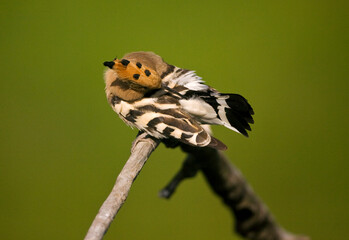 Hop, Eurasian Hoopoe, Upupa epops © AGAMI