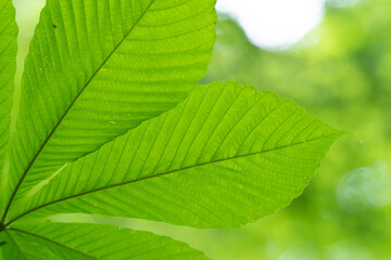緑の葉っぱ