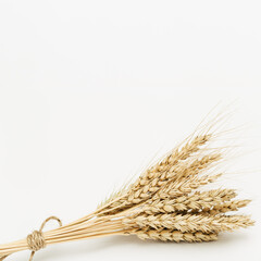 Sheaf of wheat ears close up on set sail champagne color background. Natural cereal plant, harvest...
