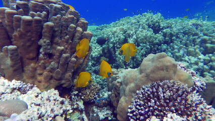 Masked butterflyfish. Fish - a type of bone fish Osteichthyes. Butterfly fish Chaetodontidae. Masked butterfly fish.