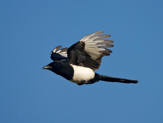 Ekster, Eurasian Magpie, Pica pica