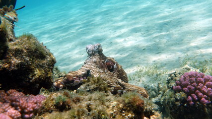 Naklejka na ściany i meble Octopus. Big Blue Octopus on the Red Sea Reefs. The cyanea octopus, also known as the Big Blue Octopus or Day Octopus. 