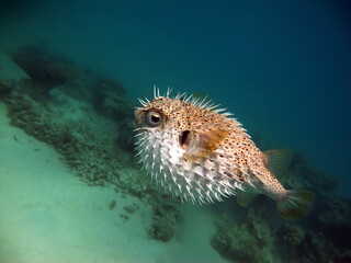 Fish hedgehog. Yellow-spotted cyclicht - grows up to 34 cm, feeds on crustaceans and molluscs. In...
