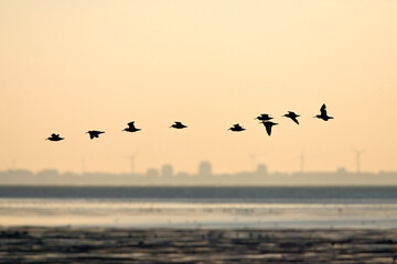 Obraz premium Scholekster, Eurasian Oystercatcher, Haematopus ostralegus
