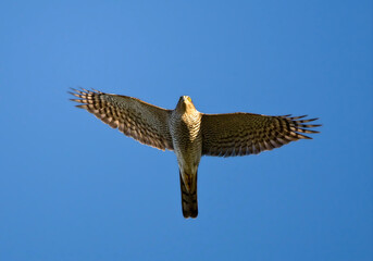 Fototapeta premium Sperwer, Eurasian Sparrowhawk, Accipiter nisus