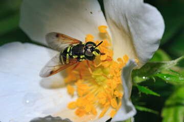 wasp on a beautiful rose hip flower close up top view