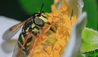 wasp on beautiful blooming white rosehip flower close up side view