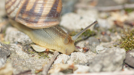 crawling snail with a shell and raised tentacles among the stones