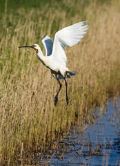 Fototapeta premium Eurasian Spoonbill, Lepelaar, Platalea leucorodia