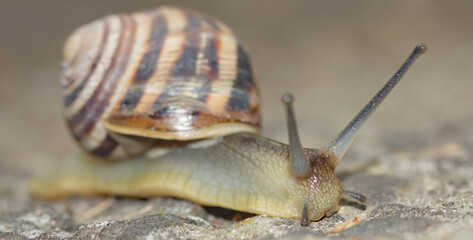 crawling snail with a shell on a blurred background close-up