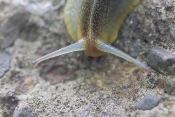 snail on concrete head down