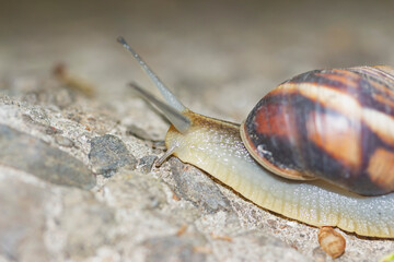 top-crawling snail with shell and raised tentacles