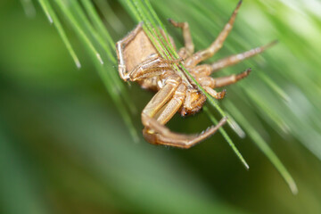 hanging spider on a spikelet side view on a blurred background