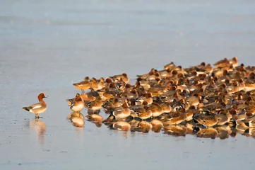 Fotobehang Smient, Eurasian Wigeon, Anas penelope © AGAMI