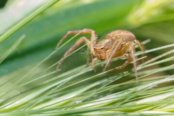 small brown spider in the grass on a green background