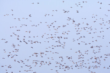 Smient, Eurasian Wigeon, Anas penelope