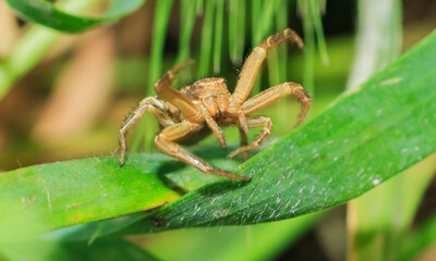small brown spider on a blade of grass in a fighting pose close-up