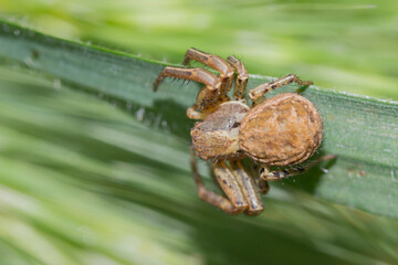small brown spider on a blade of grass side view