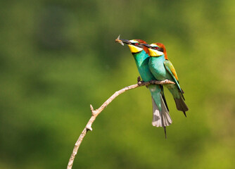 Bijeneter, European Bee-eater, Merops apiaster
