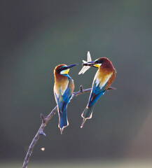 Bijeneter, European Bee-eater, Merops apiaster