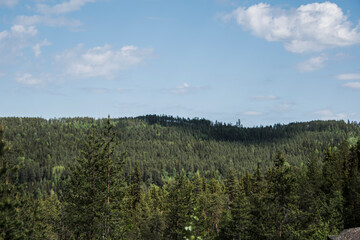 Forest landscape during summer and clear sky.