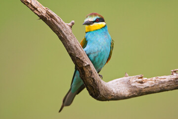 Bijeneter, European Bee-eater, Merops apiaster