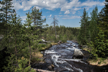 Fototapeta na wymiar Small river on rocks in the forest. 