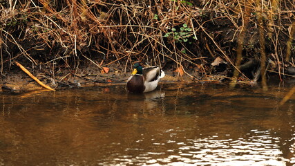 A duck in a small river in search of food © Andrzej - RajPlanet