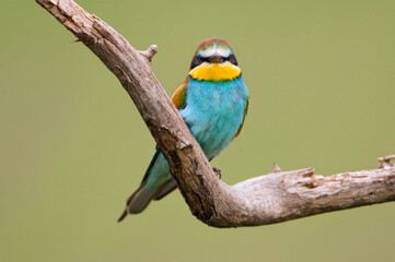 Bijeneter, European Bee-eater, Merops apiaster