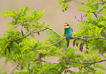Bijeneter, European Bee-eater, Merops apiaster