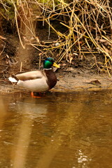 A duck in a small river in search of food